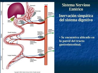 Sistema Nervioso Entérico Inervación simpática del sistema digestivo Se encuentra ubicado en la pared del tracto gastrointestinal. 