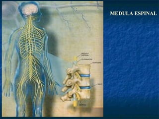 MEDULA ESPINAL 