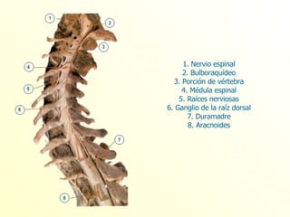 1. Nervio espinal  2. Bulboraquídeo  3. Porción de vértebra  4. Médula espinal  5. Raíces nerviosas  6. Ganglio de la raíz dorsal  7. Duramadre  8. Aracnoides  