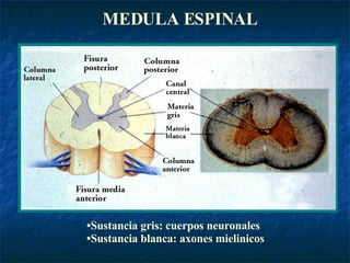 MEDULA ESPINAL Sustancia gris: cuerpos neuronales Sustancia blanca: axones mielinicos 