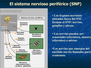 El sistema nervioso periférico (SNP) Los órganos nerviosos ubicados fuera del SNC forman el SNP: nervios, ganglios y plexos. Los nervios pueden ser: sensoriales (aferentes), motores (eferentes) o mixtos. Los nervios que emergen del encéfalo son los llamados pares craneanos. 