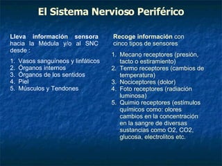 Vasos sanguíneos y linfáticos Órganos internos Órganos de los sentidos Piel Músculos y Tendones Mecano receptores (presión, tacto o estiramiento) Termo receptores (cambios de temperatura) Nociceptores (dolor) Foto receptores (radiación luminosa) Quimio receptores (estímulos químicos como: olores cambios en la concentración en la sangre de diversas sustancias como O2, CO2, glucosa, electrolitos etc. El Sistema Nervioso Periférico Lleva información sensora  hacia la Médula y/o al SNC desde : Recoge información  con cinco tipos de sensores 