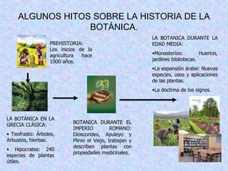 ALGUNOS HITOS SOBRE LA HISTORIA DE LA BOTÁNICA. PREHISTORIA: Los inicios de la agricultura hace 1000 años. LA BOTÁNICA EN LA GRECIA CLÁSICA: Teofrasto: Árboles, Arbustos, hierbas. Hipocrates: 240 especies de plantas útiles. BOTANICA DURANTE EL IMPERIO ROMANO: Dioscorides, Apuleyo y Plinio el Viejo, trabajan y describen plantas con propiedades medicinales. LA BOTANICA DURANTE LA EDAD MEDIA: Monasterios: Huertos, jardines bibliotecas. La expansión árabe: Nuevas especies, usos y aplicaciones de las plantas. La doctrina de los signos. 