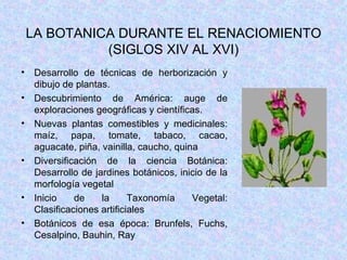 LA BOTANICA DURANTE EL RENACIOMIENTO (SIGLOS XIV AL XVI) Desarrollo de técnicas de herborización y dibujo de plantas. Descubrimiento de América: auge de exploraciones geográficas y científicas. Nuevas plantas comestibles y medicinales: maíz, papa, tomate, tabaco, cacao, aguacate, piña, vainilla, caucho, quina Diversificación de la ciencia Botánica: Desarrollo de jardines botánicos, inicio de la morfología vegetal Inicio de la Taxonomía Vegetal: Clasificaciones artificiales Botánicos de esa época: Brunfels, Fuchs, Cesalpino, Bauhin, Ray 