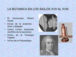 LA BOTANICA EN LOS SIGLOS XVII AL XVIII El microscopio. Robert Hooke Inicios de la anatomía:  Grew y Malpighi Carlos Linneo: Desarrollo científico de la taxonomía Inicios de la Fisiología Vegetal Inicios de la Fitopatología 