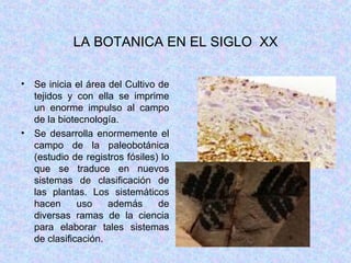 LA BOTANICA EN EL SIGLO  XX Se inicia el área del Cultivo de tejidos y con ella se imprime un enorme impulso al campo de la biotecnología. Se desarrolla enormemente el campo de la paleobotánica (estudio de registros fósiles) lo que se traduce en nuevos sistemas de clasificación de las plantas. Los sistemáticos hacen uso además de diversas ramas de la ciencia para elaborar tales sistemas de clasificación.  