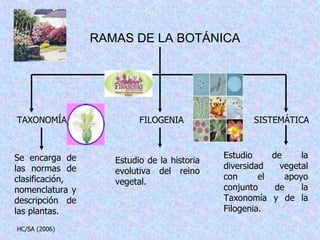 RAMAS DE LA BOTÁNICA Se encarga de las normas de clasificación, nomenclatura y descripción de las plantas. Estudio de la historia evolutiva del reino vegetal. Estudio de la diversidad vegetal con el apoyo conjunto de la Taxonomía y de la Filogenia. TAXONOMÍA FILOGENIA SISTEMÁTICA HC/SA (2006) 