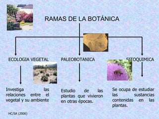 RAMAS DE LA BOTÁNICA Investiga las relaciones entre el vegetal y su ambiente Estudio de las plantas que vivieron en otras épocas. Se ocupa de estudiar las sustancias contenidas en las plantas. ECOLOGIA VEGETAL PALEOBOTANICA FITOQUIMICA HC/SA (2006) 