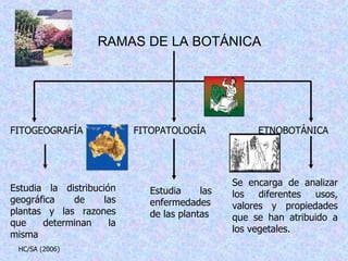 RAMAS DE LA BOTÁNICA Estudia la distribución geográfica de las plantas y las razones que determinan la misma Estudia las enfermedades de las plantas Se encarga de analizar los diferentes usos, valores y propiedades que se han atribuido a los vegetales. FITOGEOGRAFÍA FITOPATOLOGÍA ETNOBOTÁNICA HC/SA (2006) 