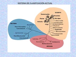 SISTEMA DE CLASIFICACIÓN ACTUAL 