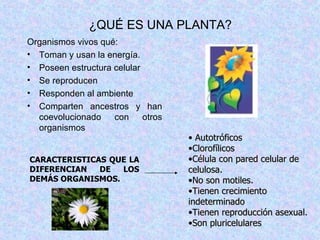 ¿QUÉ ES UNA PLANTA? Organismos vivos qué: Toman y usan la energía. Poseen estructura celular  Se reproducen Responden al ambiente Comparten ancestros y han coevolucionado con otros organismos CARACTERISTICAS QUE LA DIFERENCIAN DE LOS DEMÁS ORGANISMOS. Autotróficos Clorofílicos Célula con pared celular de celulosa. No son motiles. Tienen crecimiento indeterminado Tienen reproducción asexual. Son pluricelulares 