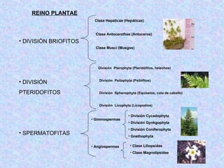 REINO PLANTAE DIVISIÓN BRIOFITOS DIVISIÓN  PTERIDOFITOS SPERMATOFITAS Gimnospermas Angiospermas División  Pterophyta (Pteridófitos, helechos) División  Psilophyta (Psilófitos) División  Sphenophyta (Equisetos, cola de caballo) División  Licophyta (Licopodios) Clase Hepaticae (Hepáticas) Clase Antocerothae (Antoceros) Clase Musci (Musgos) División Cycadophyta División Gynkgophyta División Coniferophyta Gnethophyta Clase Liliopsidae Clase Magnolipsidae 