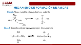Etapa 2. Ataque nucleófilo del agua al carbono carbonilo
MECANISMO DE FORMACIÓN DE AMIDAS
Etapa 3. Desprotonación del agua y protonación del grupo amino.
 