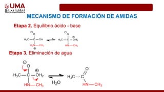 Etapa 2. Equilibrio ácido - base
MECANISMO DE FORMACIÓN DE AMIDAS
Etapa 3. Eliminación de agua
 
