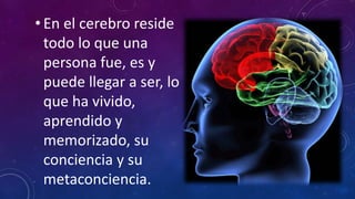 • En el cerebro reside
todo lo que una
persona fue, es y
puede llegar a ser, lo
que ha vivido,
aprendido y
memorizado, su
conciencia y su
metaconciencia.
 