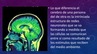 • Lo que diferencia el
cerebro de una persona
del de otra es la intrincada
estructura de redes
neuronales que se va
formando a medida que
las células se comunican
entre sí como resultado de
los estímulos que reciben
del medio ambiente.
 