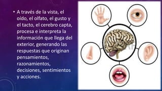 • A través de la vista, el
oído, el olfato, el gusto y
el tacto, el cerebro capta,
procesa e interpreta la
información que llega del
exterior, generando las
respuestas que originan
pensamientos,
razonamientos,
decisiones, sentimientos
y acciones.
 