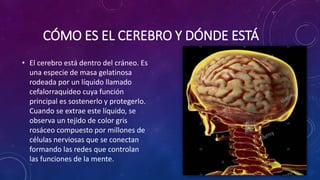 CÓMO ES EL CEREBRO Y DÓNDE ESTÁ
• El cerebro está dentro del cráneo. Es
una especie de masa gelatinosa
rodeada por un líquido llamado
cefalorraquídeo cuya función
principal es sostenerlo y protegerlo.
Cuando se extrae este líquido, se
observa un tejido de color gris
rosáceo compuesto por millones de
células nerviosas que se conectan
formando las redes que controlan
las funciones de la mente.
 