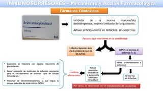 Inhibidor de la inosina monofosfato
deshidrogenasa, enzima limítante de la guanosina.
Actúan principalmente en linfocitos. (es selectivo)
Por tanto, se relacionan con el metabolismo de las purinas
Factores que intervienen en la selectividad
Linfocitos dependen de la
vía de síntesis de novo de
las purinas.
IMPDH, se expresa en
isoformas (I y II).
Inhibe preferiblemente a
isoforma II
Se expresa
en linfocitos
Reduce
guanosina
intracelular
y aumenta la
adenosina
intracelular
conlleva
alteraciones
▪ Guanosina se relaciona con algunas reacciones de
glucosilación.
▪ Menor expresión de moléculas de adhesión necesarias
para el reclutamiento de diversos tipos de células
inmunitarias.
▪ Precursor de tetrahidrobiopterina, la que regula la
sintasa inducible de óxido nítrico (NOSi).
INMUNOSUPRESORES – Mecanismo y Acción Farmacológica
Fármacos Citotóxicos
 