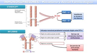 Se unen
a
FNT – α
FNT – β
Impidiendo
su acceso a
los blancos
Anticuerpo monoclonal parcialmente humanizado dirigido contra FNT-α
Región de cadena pesada variable
Región de cadena ligera variable
Derivan de
secuencias murinas
antihumanas
Regiones constantes
Secuencias de
anticuerpos
humanos
INFLIXIMAB
ETANERCEPT
INMUNOSUPRESORES – Mecanismo y Acción Farmacológica
 