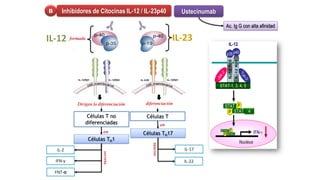 Dirigen la diferenciación
Células T no
diferenciadas
en
Células TH1
IL-2
IFN-γ
FNT-α
formada
diferenciación
Células T
en
Células TH17
IL-17
IL-22
secreta
secreta
4
Inhibidores de Citocinas IL-12 / IL-23p40
B Ustecinumab
Ac. Ig G con alta afinidad
 