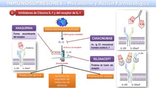 Inhibidores de Citocina IL-1 y del receptor de IL-1
C
Célula Mononuclear Activada
Libera gran cantidad
Activa a su receptor
favoreciendo
Producción de IL-6 Aumento de
expresión de
moléculas de
adhesión
Proliferación celular
ANAQUIRINA
CANACINUMAB
RILONACEPT
Forma recombinante
del receptor.
Ac. Ig G1 monoclonal
humano contra IL-1
Proteína de fusión del
receptor.
INMUNOSUPRESORES – Mecanismo y Acción Farmacológica
 