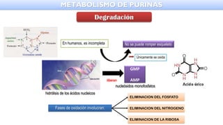 METABOLISMO DE PURINAS
En humanos, es incompleta No se puede romper esqueleto
Únicamente se oxida
Fases de oxidación involucran:
ELIMINACION DEL FOSFATO
ELIMINACION DEL NITROGENO
ELIMINACION DE LA RIBOSA
GMP
AMP
liberan
hidrólisis de los ácidos nucleicos
nucleósidos monofosfatos
 