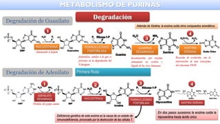METABOLISMO DE PURINAS
Degradación de Guanilato
NUCLEOTIDASA
1
eliminando el fosfato
PERINUCLEOSIDO
FOSFORILASA
2
fosforolisis, similar a la que se
presenta en la degradación del
Glucógeno
GUANINA
DESAMINASA
3
desaminación, por enzima
abundante en cerebro e
hígado de los seres humanos
XANTINA
OXIDASA
Reacción de oxidación, con la
intervención de una isoenzima
del citocromo P450
4
Además de Xantina, la enzima oxida otros compuestos aromáticos.
Primera Ruta:
Degradación de Adenilato
ADENILATO
DESAMINASA
1
Pérdida del grupo amino
NUCLEOTIDASA
2
PURINUCLEOSIDO
FOSFORILASA
3 4
XANTINA OXIDASA
Deficiencia genética de esta enzima es la causa de un estado de
inmunodeficiencia, provocado por la destrucción de las células T.
En dos pasos sucesivos la enzima oxida la
hipoxantina hasta ácido úrico
 