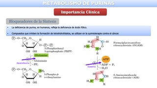 METABOLISMO DE PURINAS
Azaserina
diazanorleucina
Bloqueadores de la Síntesis
• La deficiencia de purina, en humanos, refleja la deficiencia de ácido fólico.
• Compuestos que inhiben la formación de tetrahidrofolatos, se utilizan en la quimioterapia contra el cáncer.
 
