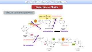 METABOLISMO DE PURINAS
6-mercaptopúrina
Ac. micofenólico
IMP DESHIDROGENASA
TRANSAMINASA
ADENOSILSUCCINATO
SINTASA
ADENOSILSUCCINASA
Azatioprina
Efectos Inmunosupresores
 