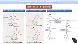 METABOLISMO DE PIRIMIDINAS
PASO 3: Formación del Nucleótido. PASO 4: Formación de UMP. PASO 5: Síntesis de UTP y CTP.
UMP
 