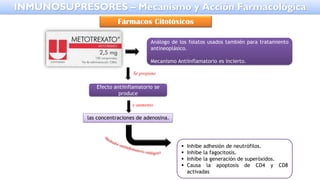 Análogo de los folatos usados también para tratamiento
antineoplásico.
Mecanismo Antiinflamatorio es incierto.
Se propone
Efecto antiinflamatorio se
produce
las concentraciones de adenosina.
x aumento
▪ Inhibe adhesión de neutrófilos.
▪ Inhibe la fagocitosis.
▪ Inhibe la generación de superóxidos.
▪ Causa la apoptosis de CD4 y CD8
activadas
INMUNOSUPRESORES – Mecanismo y Acción Farmacológica
Fármacos Citotóxicos
 
