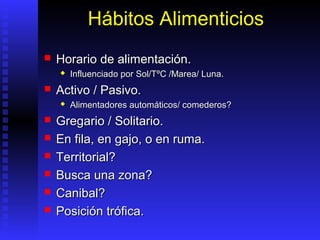Hábitos Alimenticios
   Horario de alimentación.
       Influenciado por Sol/TºC /Marea/ Luna.
   Activo / Pasivo.
       Alimentadores automáticos/ comederos?
   Gregario / Solitario.
   En fila, en gajo, o en ruma.
   Territorial?
   Busca una zona?
   Canibal?
   Posición trófica.
 