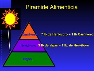 Piramide Alimenticia



Carnivoro    7 lb de Herbivoro = 1 lb Carnivoro


Herbivoro 3 lb de algas = 1 lb. de Herviboro



 Algas
 