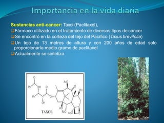 Sustancias anti-cancer: Taxol (Paclitaxel),
Fármaco utilizado en el tratamiento de diversos tipos de cáncer
Se encontró en la corteza del tejo del Pacífico (Taxus brevifolia)
Un tejo de 13 metros de altura y con 200 años de edad solo
proporcionaría medio gramo de paclitaxel
Actualmente se sintetiza
 