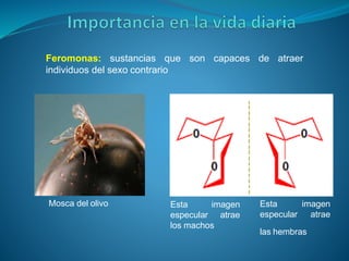 Feromonas: sustancias que son capaces de atraer
individuos del sexo contrario
Esta imagen
especular atrae
los machos
Esta
especular
imagen
atrae
las hembras
Mosca del olivo
 