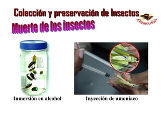 Clase01 colección y montaje de insectos | PPT