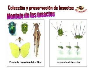 Huaricho Insecto Clase01 colección y montaje de insectos | PPT