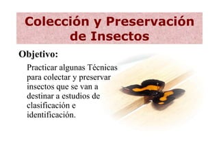 Colección y Preservación de Insectos ,[object Object],[object Object]