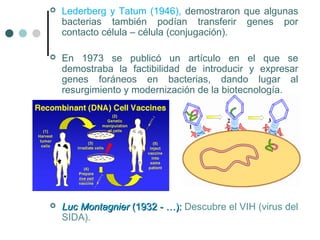  Lederberg y Tatum (1946), demostraron que algunas
bacterias también podían transferir genes por
contacto célula – célula (conjugación).
 En 1973 se publicó un artículo en el que se
demostraba la factibilidad de introducir y expresar
genes foráneos en bacterias, dando lugar al
resurgimiento y modernización de la biotecnología.
 Luc MontagnierLuc Montagnier (1932 - …):(1932 - …): Descubre el VIH (virus del
SIDA).
 
