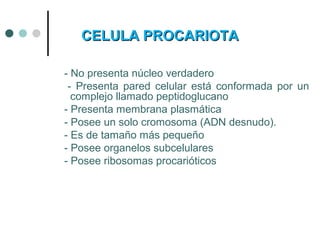 CELULA PROCARIOTACELULA PROCARIOTA
- No presenta núcleo verdadero
- Presenta pared celular está conformada por un
complejo llamado peptidoglucano
- Presenta membrana plasmática
- Posee un solo cromosoma (ADN desnudo).
- Es de tamaño más pequeño
- Posee organelos subcelulares
- Posee ribosomas procarióticos
 