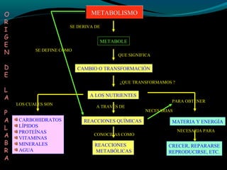 SE DERIVA DE
METABOLE
QUE SIGNIFICA
CAMBIO O TRANSFORMACIÓN
¿QUE TRANSFORMAMOS ?
A LOS NUTRIENTES
LOS CUALES SON
CARBOHIDRATOS
LÍPIDOS
PROTEÍNAS
VITAMINAS
MINERALES
AGUA
A TRAVÉS DE
REACCIONES QUÍMICAS
CONOCIDAS COMO
REACCIONES
METABÓLICAS
PARA OBTENER
MATERIA Y ENERGÍA
NECESARIA PARA
CRECER, REPARARSE
REPRODUCIRSE, ETC.
O
R
I
G
E
N
D
E
L
A
P
A
L
A
B
R
A
SE DEFINE COMO
NECESARIAS
METABOLISMOMETABOLISMO
 