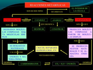 SON DE DOS TIPOS
CATABÓLICASCATABÓLICAS ANABÓLICASANABÓLICAS
DEL
GRIEGO CATABOLE
QUE SIGNIFICA
DESTRUIR
SON LAS QUE
DEGRADAN MOLÉCU-
LAS COMPLEJAS HAS
TA MOLÉCULAS SIM-
PLES
POR LO QUE
SE DESGASTAN
MATERIALES
Y SE CONSUME
ENERGÍA Y MA-
TERIA PRIMA
DEL
GRIEGOANABOLE
EJEMPLO
CARBOHIDRATOS CO2 + H2O + ENERGÍA
NECESARIO PARA
CRECER, REPARARSE
REPRODUCIRSE, ETC.
CONSTRUIR
SON LAS QUE
PRODUCEN MOLÉCU-
LAS COMPLEJAS A
PARTIR DE MOLÉCU-
LAS SIMPLES
EJEMPLO
POR LO QUE
SE PRODUCEN
NUEVOS MATE-
RIALES Y SE AL-
MACENA ENER-
GÍA
OCURREN EN
EL INTERIOR DE
LA CÉLULA
REACCIONES METABÓLICASREACCIONES METABÓLICAS
 
