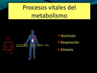 Nutrición
Respiración
Síntesis
COCO22 + H+ H22O + EnO + En.
 