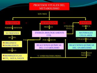 PROCESOS VITALES DELPROCESOS VITALES DEL
METABOLISMOMETABOLISMO
SON TRES
NUTRICIÓNNUTRICIÓN RESPIRACIÓNRESPIRACIÓN SÍNTESISSÍNTESIS
PERMITE OBTENER
NUTRIENTES
DE TIPO
ORGÁNICO
INORGÁNICO
EJEMPLO
BIOMOLÉCULAS
CO2, AGUA, SALES
PASAN A LA
PRODUCE
ENERGÍA BIOLÓGICAMENTE
ÚTIL
POR MEDIO DE
REACCIONES QUÍMICAS
DEL CATABOLISMO
UTILIZADA
EN LA
FABRICA
MATERIALES
CELULARES
UTILIZANDO LAS
REACCIONES QUÍMICAS
DEL ANABOLISMO
++ ==
PARA ELLO
NECESITAY COMO MATERIA PRIMA
 