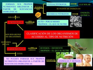 FORMAN SUS PROPIOS
NUTRIENTES ORGÁNICOS A
PARTIR DE SUSTANCIAS
INORGÁNICAS
CLASIFICACIÓN DE LOS ORGANISMOS DECLASIFICACIÓN DE LOS ORGANISMOS DE
ACUERDO AL TIPO DE NUTRICIÓNACUERDO AL TIPO DE NUTRICIÓN
SON DOS GRUPOS
DE ORGANISMOS
AUTÓTROFOSAUTÓTROFOS
HETERÓTROFOSHETERÓTROFOS
DEL
GRIEGO
AUTO = POR SI MISMO
TROPHOS = EL QUE SE NUTRE
SON LOS QUE
PUEDEN
SER
FOTOAUTÓTROFOS
QUIMIOAUTÓTROFOS
SU FUENTE DE ENERGÍA ES
LUZ SOLAR
ENERGÍA
QUÍMICA
DEL
GRIEGO
HETEROS = DIFERENTE
TROPHOS = EL QUE SE NUTRE
ESTOS
NO PUEDEN FORMAR SUS PROPIOS
NUTRIENTES ORGÁNICOS A PARTIR DE
SUSTANCIAS INORGÁNICAS
DEPENDEN
DE LOS
EJEMPLOS
ANIMALES Y HONGOS
 