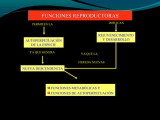 FUNCIONES REPRODUCTORASFUNCIONES REPRODUCTORAS
PERMITEN LA
AUTOPERPETUACIÓN
DE LA ESPECIE
NUEVA DESCENDENCIA
YA QUE GENERA
IMPLICAN
REJUVENECIMIENTO
Y DESARROLLO
YA QUE LA
HEREDA NUEVAS
FUNCIONES METABÓLICAS Y
FUNCIONES DE AUTOPERPETUACIÓN
 