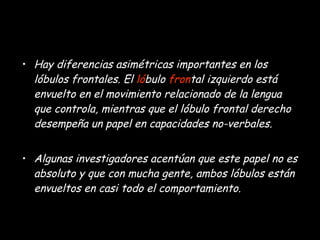 Hay diferencias asimétricas importantes en los lóbulos frontales. El  ló bulo  fron tal izquierdo está envuelto en el movimiento relacionado de la lengua que controla, mientras que el lóbulo frontal derecho desempeña un papel en capacidades no-verbales.  Algunas investigadores acentúan que este papel no es absoluto y que con mucha gente, ambos lóbulos están envueltos en casi todo el comportamiento. 