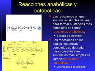 Reacciones anabólicas y
      catabólicas
               Las reacciones en que
                sustancias simples se unen
                para formar sustancias más
                complejas se llaman
                reacciones anabólicas.
                   Síntesis de proteínas.
               Las reacciones en las
                cuales sustancias
                complejas se degradan
                para convertirse en
                sustancias más simples se
                llaman reacciones
                catabólicas.
                   Degradación de almidón.
 