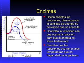 Enzimas
     Hacen posibles las
      reacciones, disminuyendo
      la cantidad de energía de
      activación que se necesita.
     Controlan la velocidad a la
      que ocurre la reacción,
      para que la energía se
      libere lentamente.
     Permiten que las
      reacciones ocurran a unas
      temperaturas que no
      hagan daño al organismo.
 